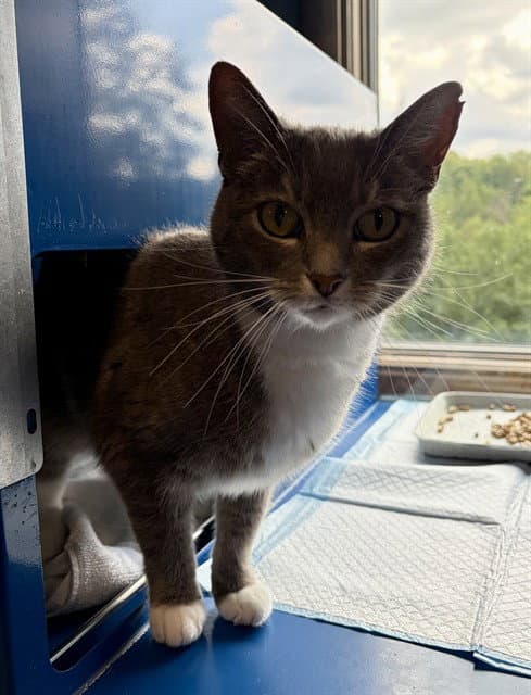 Hyacinth - Domestic Short Hair
