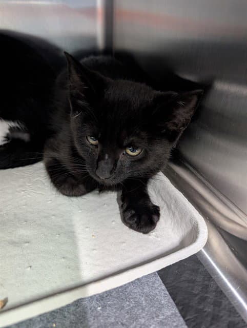 Leah - Domestic Short Hair