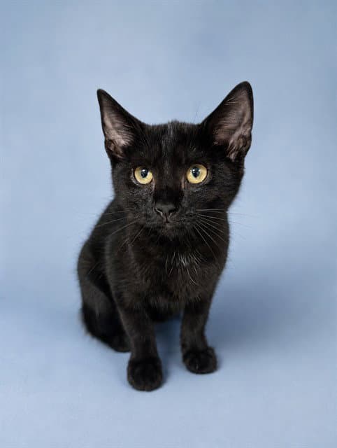 Leah - Domestic Short Hair