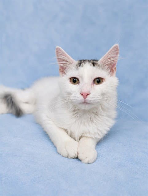 Omie - Domestic Short Hair