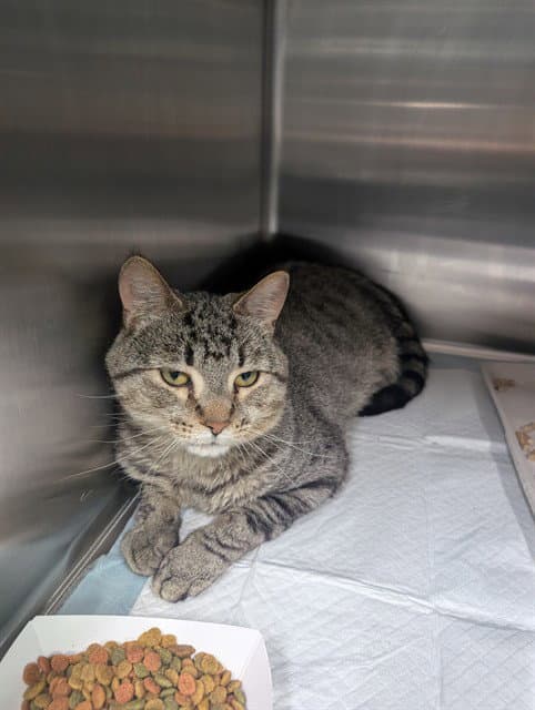 Ken - Domestic Short Hair