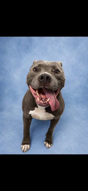 Blue - Pit Bull Terrier