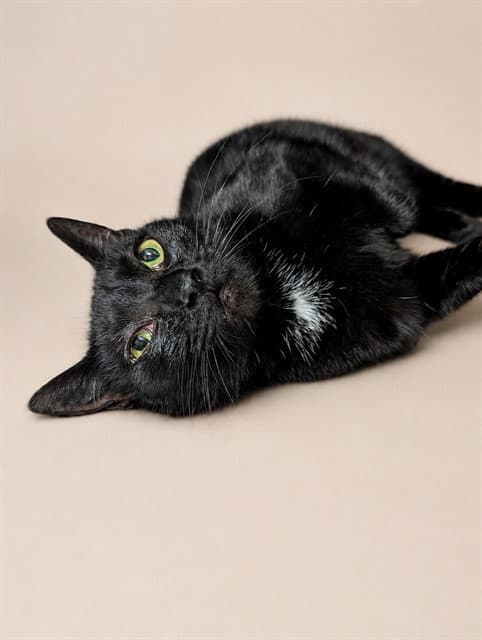 Queenie - Domestic Short Hair