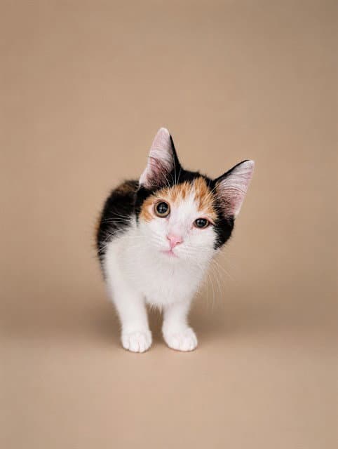 Andy - Domestic Short Hair