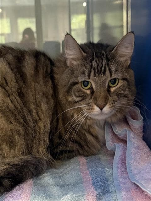 Grace - Domestic Medium Hair