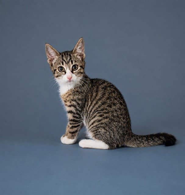 Ozzy - Domestic Short Hair