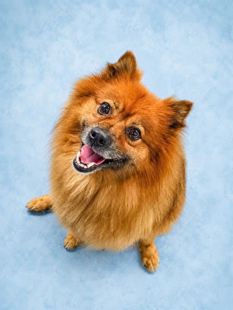 Reesey - Pomeranian