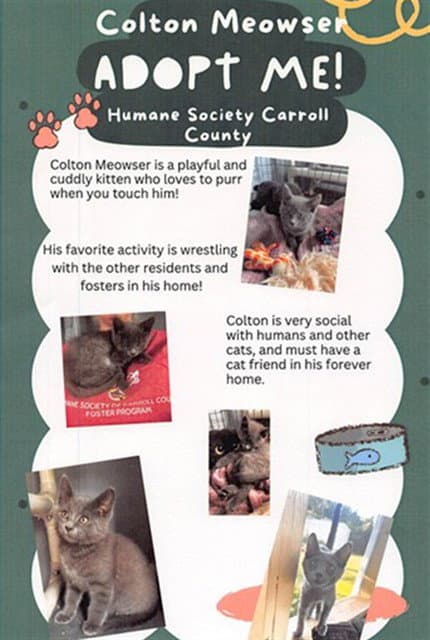 Colton Meowser - Domestic Short Hair
