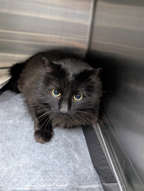 Raven - Domestic Medium Hair