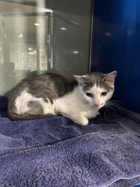 Nickel - Domestic Short Hair