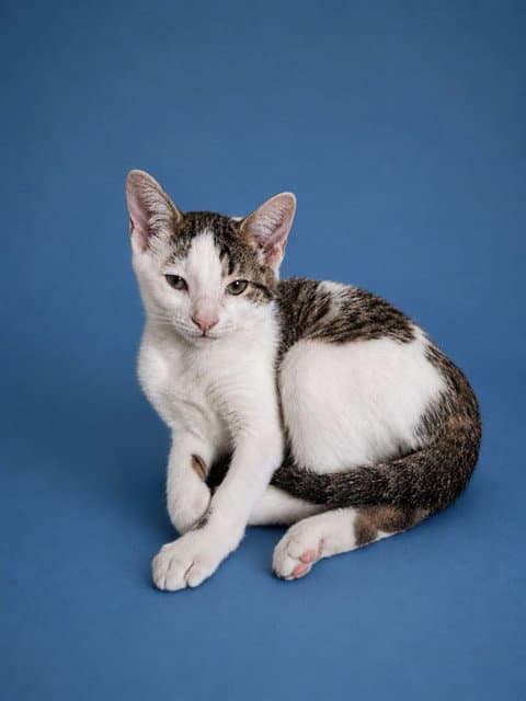 Luigi - Domestic Short Hair