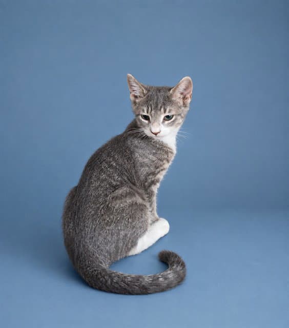 Mario - Domestic Short Hair