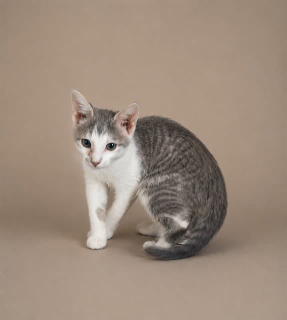 Princess Peach - Domestic Short Hair
