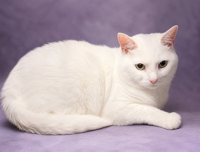 Luna - Domestic Short Hair