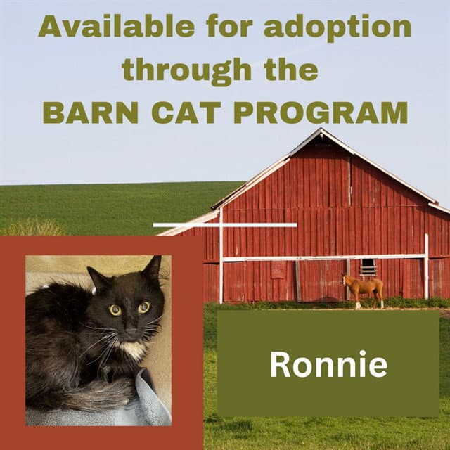 Ronnie Barn Cat - Domestic Medium Hair