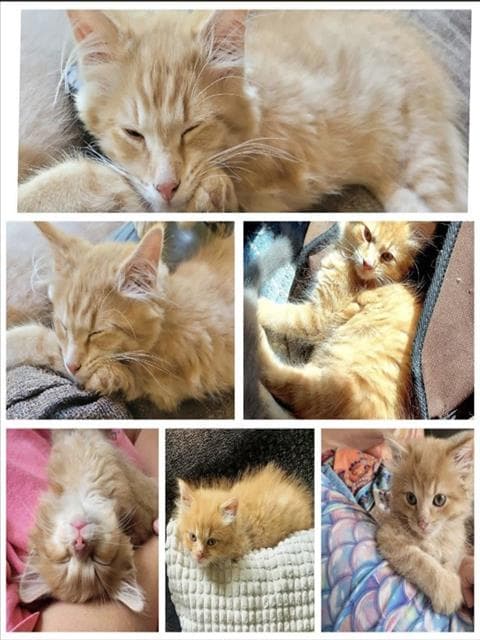 Beans - Domestic Medium Hair