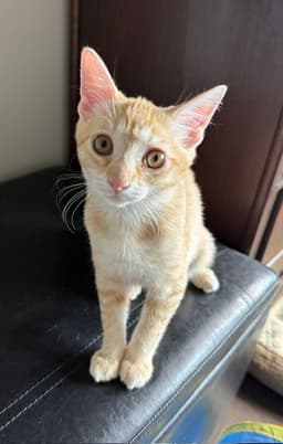 Tater-Tot image 1