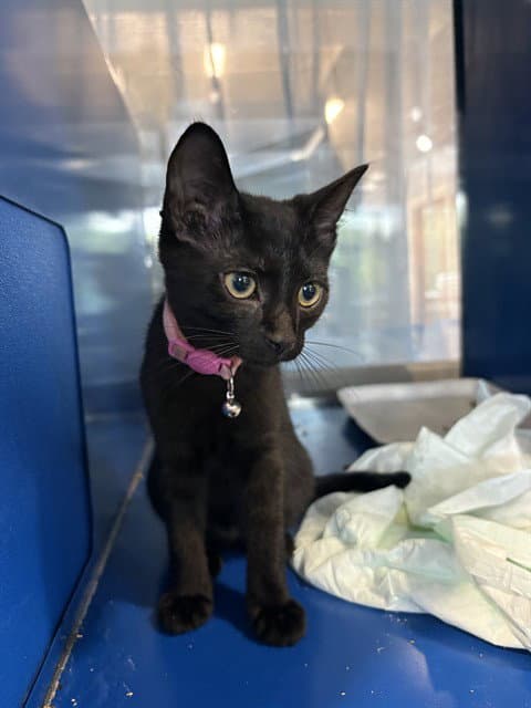 Sasha - Domestic Short Hair