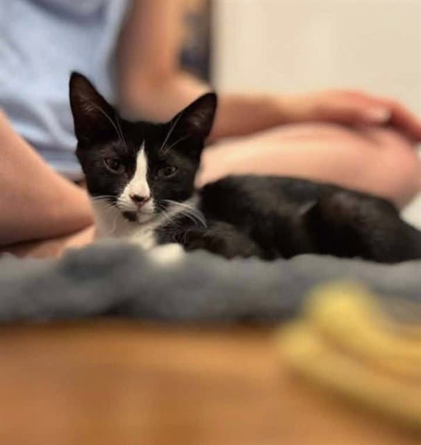 Penny - Domestic Short Hair