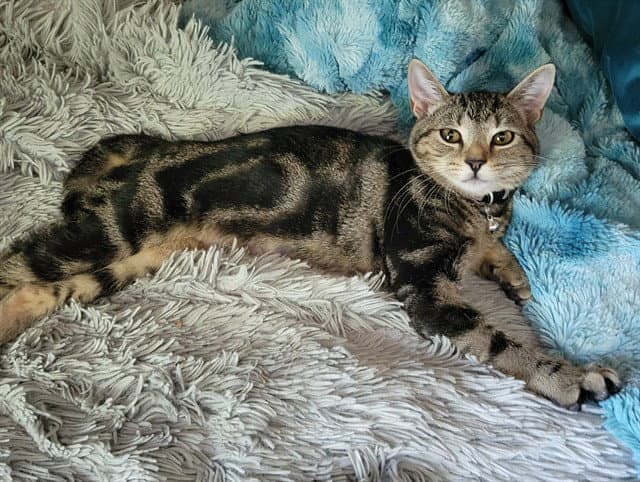 Karli - Domestic Short Hair
