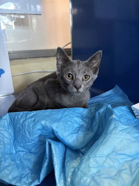 Toni - Domestic Short Hair