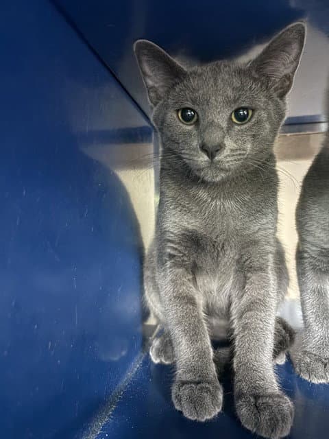 Angel - Domestic Short Hair