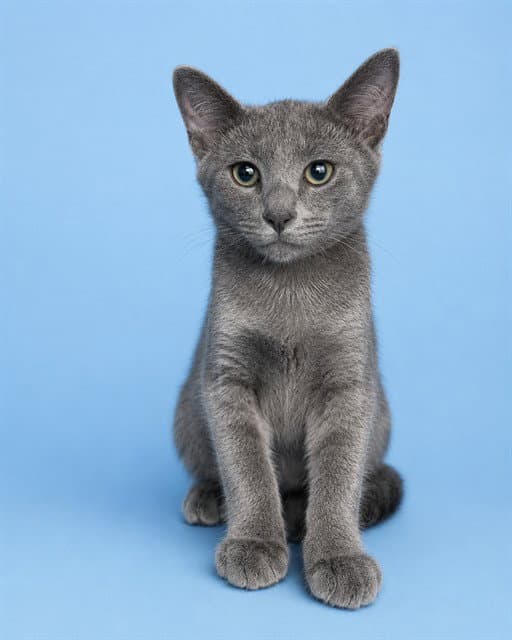 Angel - Domestic Short Hair