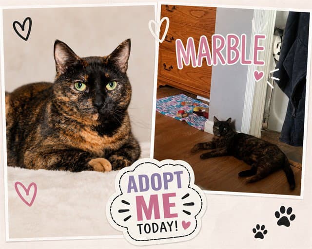 Marble - Domestic Short Hair