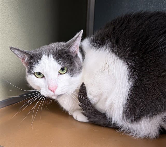 Mollie - Domestic Short Hair