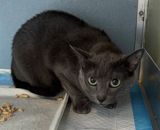 Bri - Domestic Short Hair