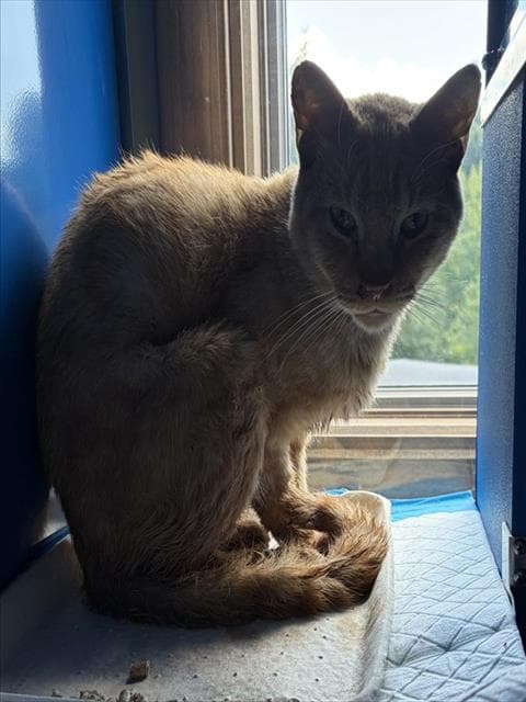 Colby - Domestic Short Hair