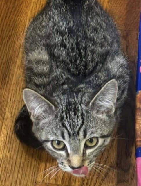 Raj - Domestic Short Hair