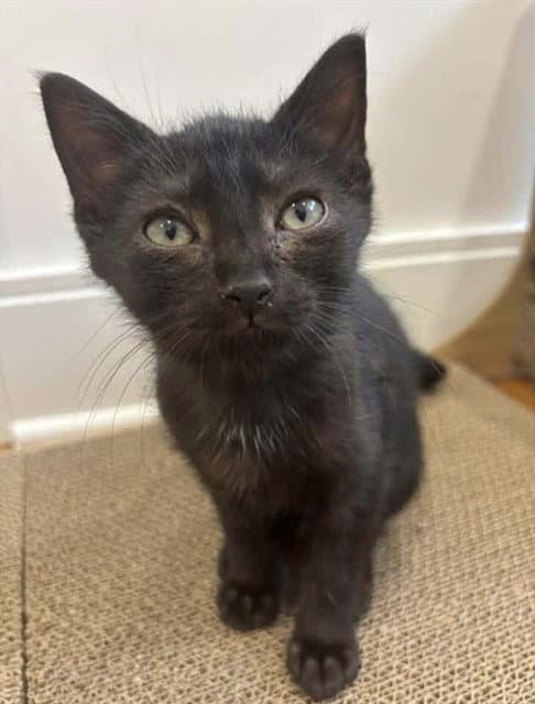Leonard - Domestic Short Hair