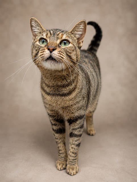 Heather - Domestic Short Hair