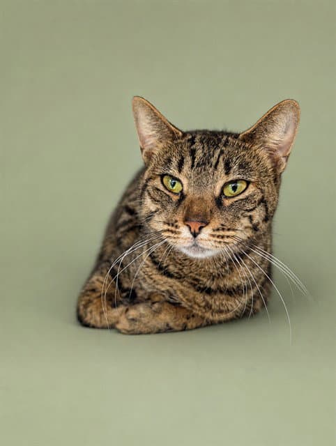 Regina - Domestic Short Hair