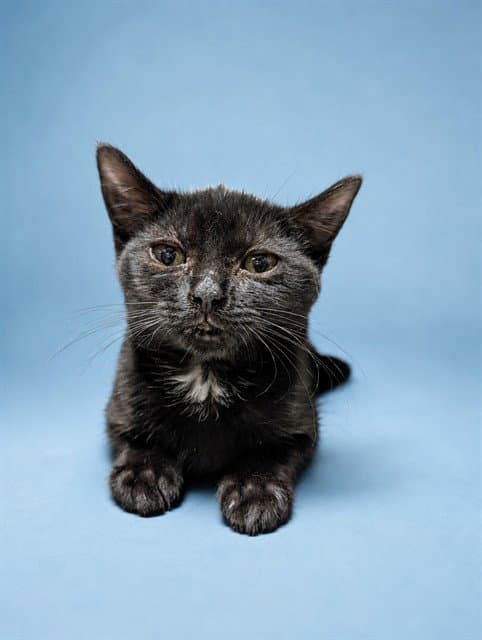 Tani - Domestic Short Hair