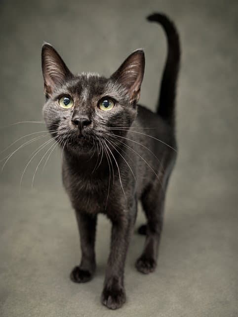 Zim - Domestic Short Hair