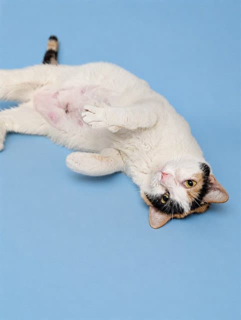 Sandra - Domestic Short Hair