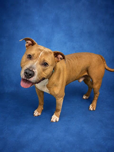 Rocky - Pit Bull Terrier