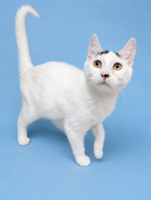 Sam - Domestic Short Hair