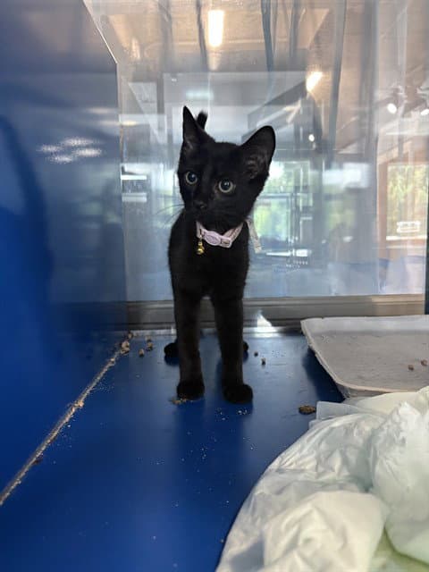 Jade - Domestic Short Hair