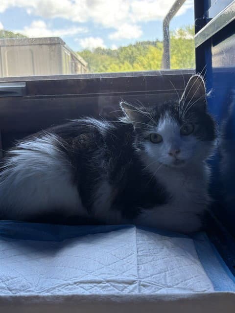 Lizzy - Domestic Short Hair