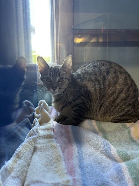 Mimi - Domestic Short Hair