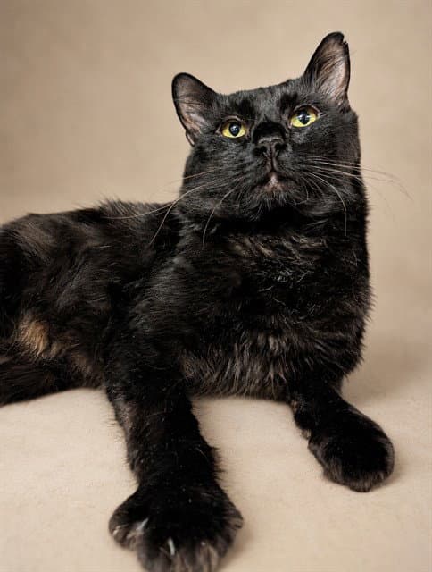 Boo - Domestic Short Hair