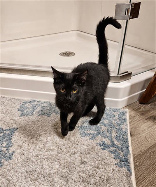 Taki - Domestic Short Hair