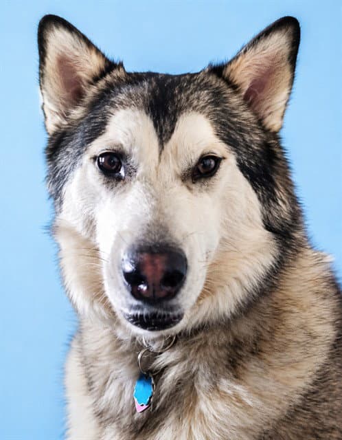 Lilliebelle - Siberian Husky