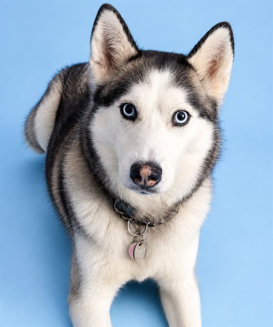 Roxy - Siberian Husky