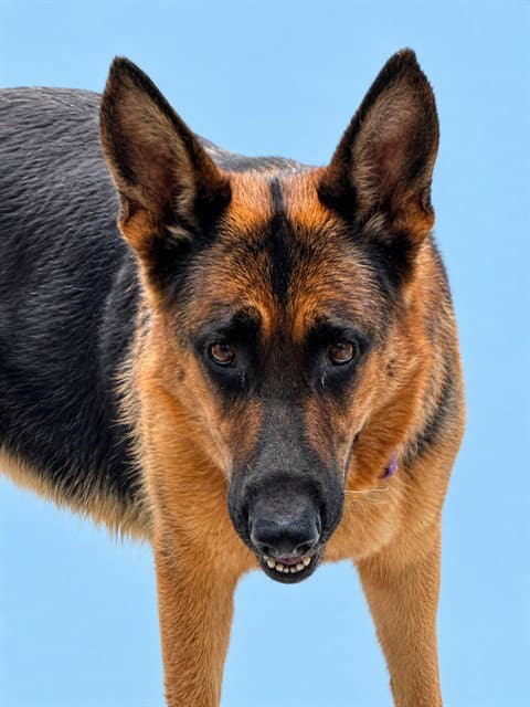 Trixie - German Shepherd Dog