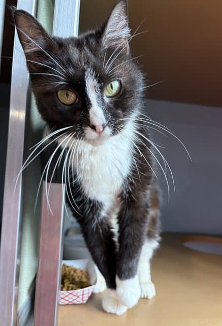 Clover - Domestic Short Hair