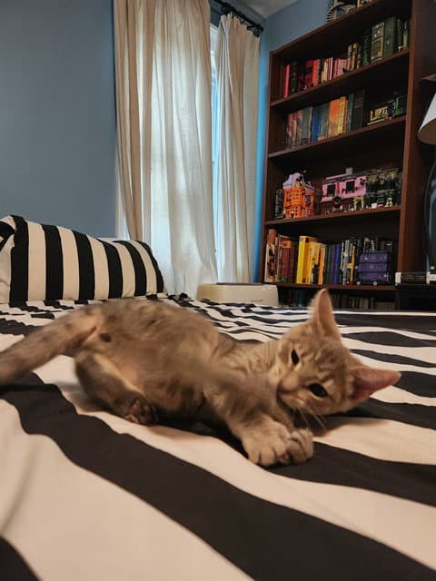 Waffles - Domestic Short Hair